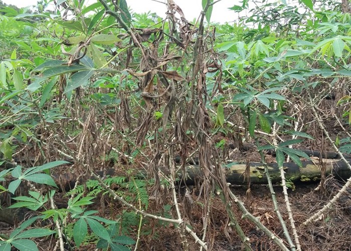 Confirmado primeiro caso de nova doença da mandioca