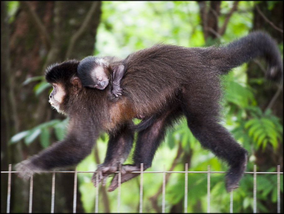 Saúde aguarda laudo de morte de três macacos em Maringá