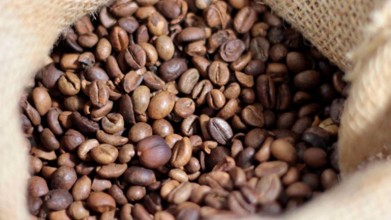 Safra de café de 2019 já colhida é estimada em 50mi de sacas de 60Kg
