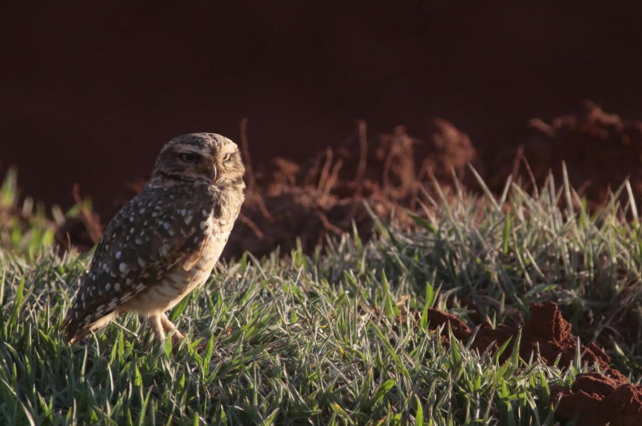Concessionária paralisa obras em trecho da BR-376 em Presidente Castelo Branco após encontrar ninho de corujas