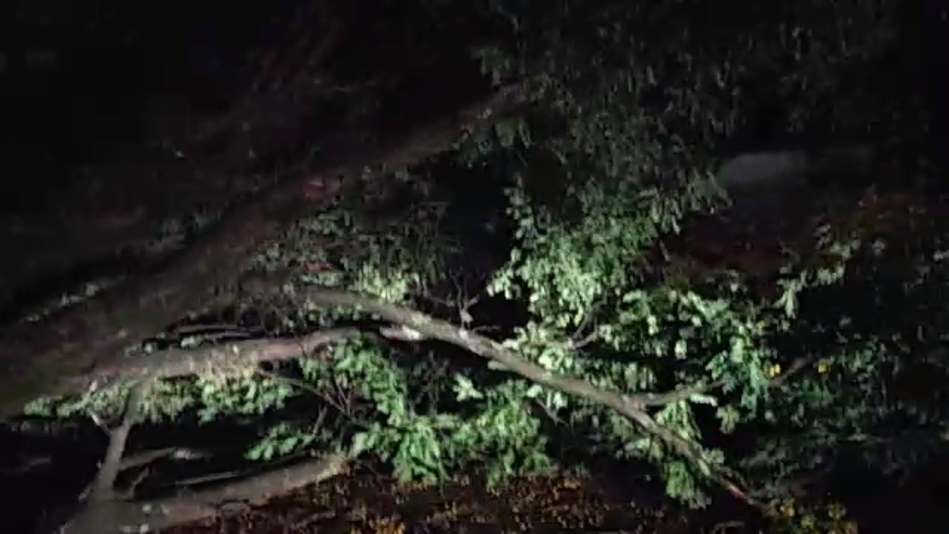 Chuva derruba sete árvores em Maringá