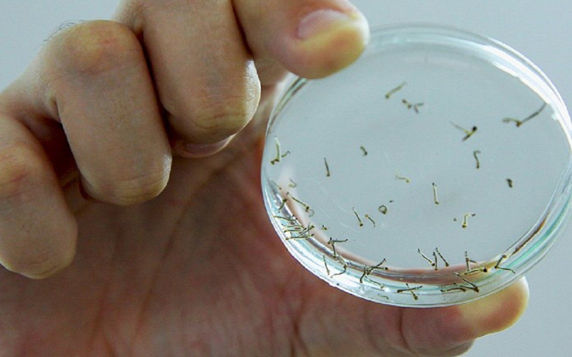 Em Paranavaí, focos de dengue podem levar à prisão