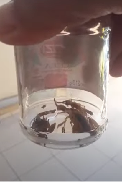 Escorpiões invadem casas e assustam moradores de Maringá