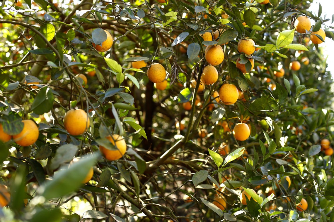 Fruticultura espera que a umidade seja reestabelecida