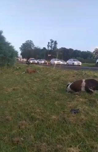 Gado é atropelado na BR-376, em Maringá. Sete animais morreram