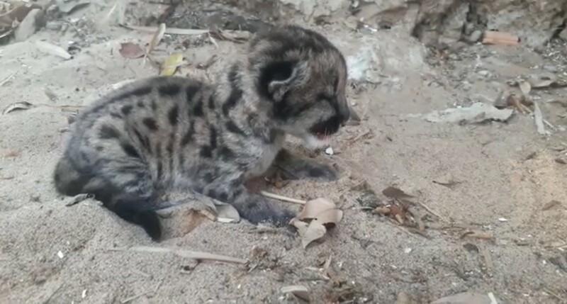 Filhote de onça é resgatado em canavial