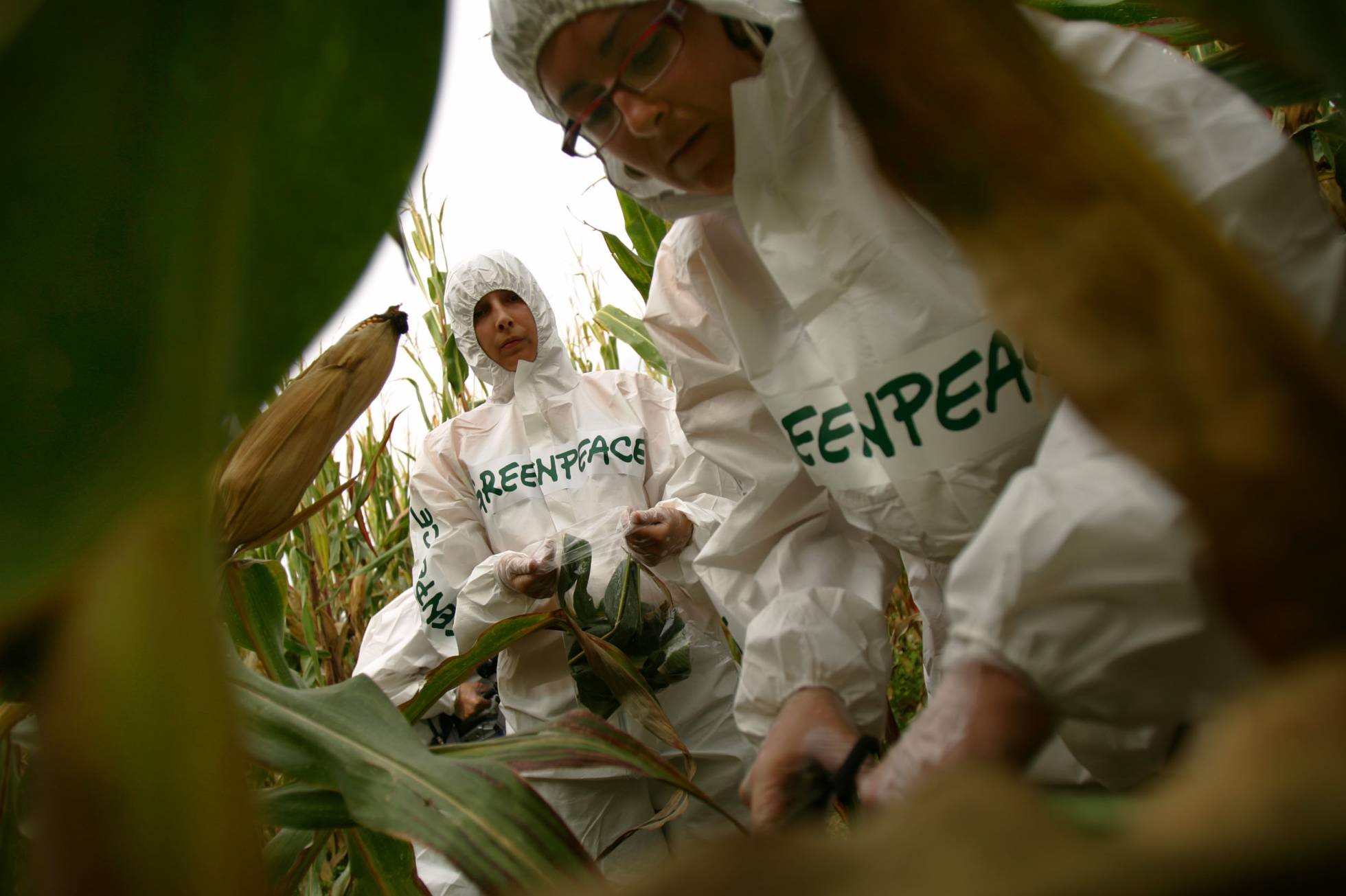 Greenpeace é acusado de cometer ‘crime contra a humanidade’ por atacar transgênicos