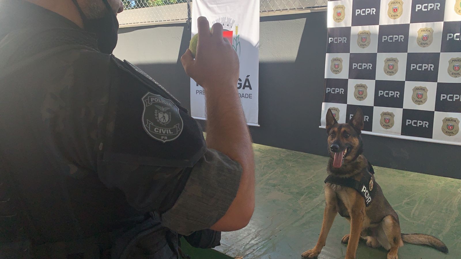 Chris, o cão do NOC, já auxiliou na apreensão de 7 toneladas de drogas