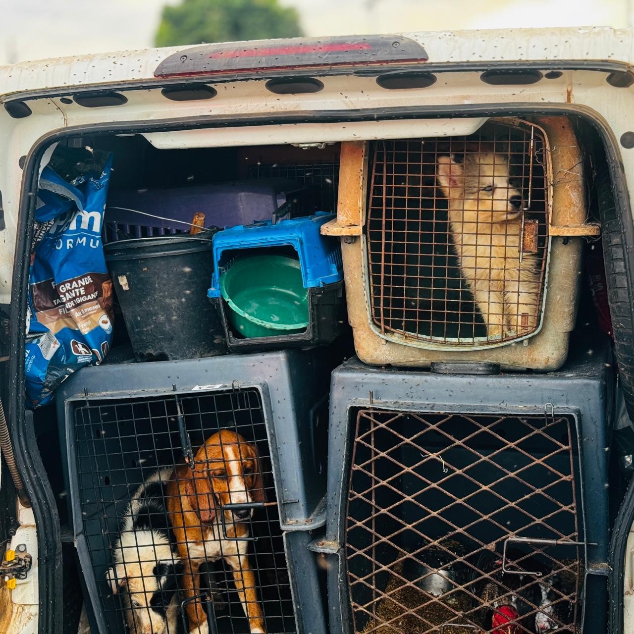 Maus-tratos: cães de raça e aves viajavam em condições precárias