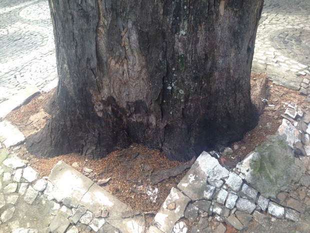 Morte rápida de cinco árvores em Umuarama vira caso de polícia