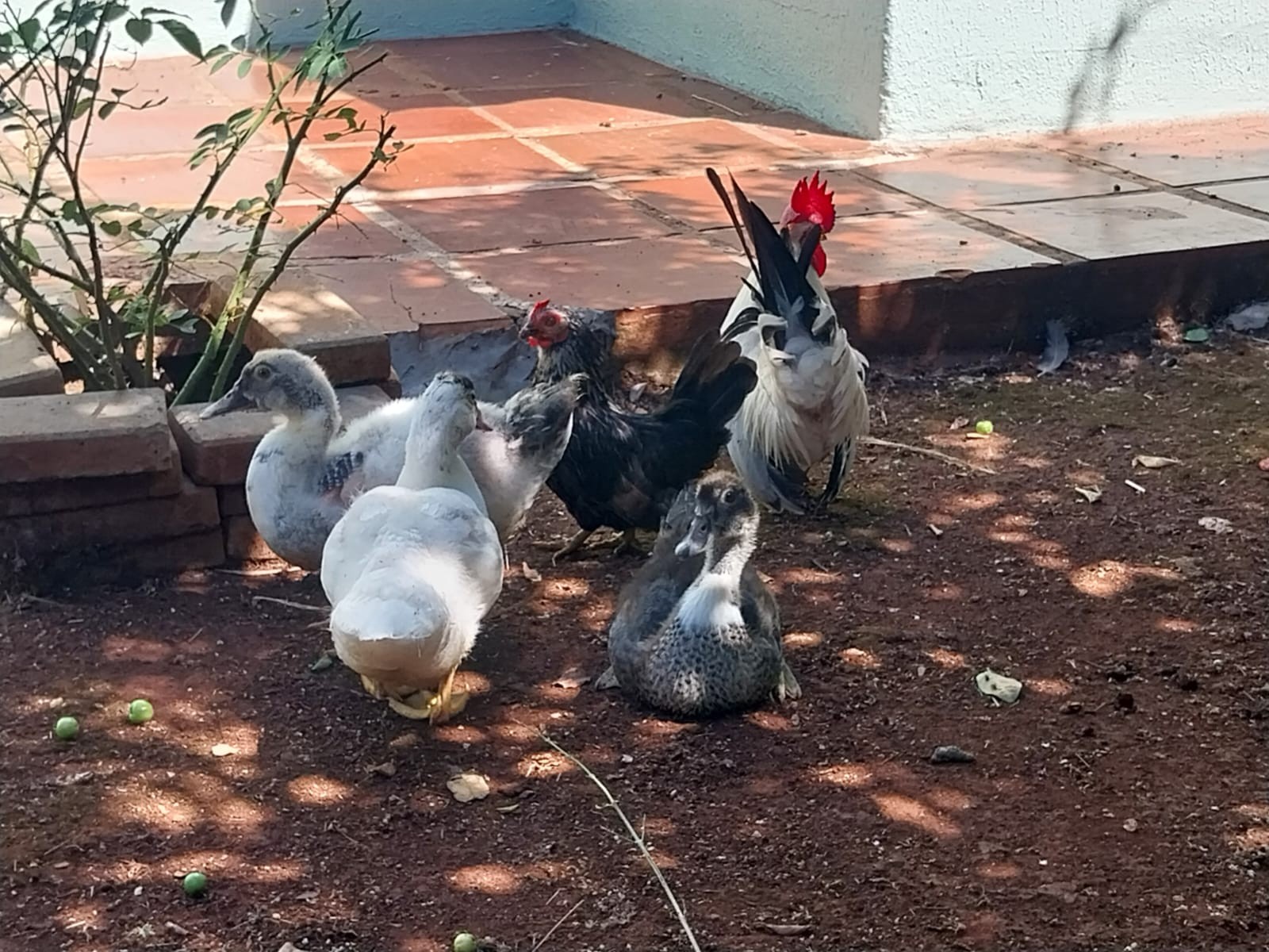 Galinha garnisé adota patinhos e filhotes seguem a ‘mãe’ para todo canto