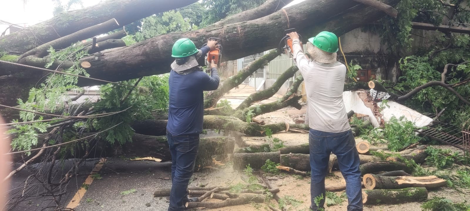 Sarandi registra 48 pedidos para remoção de árvores por empresa particular