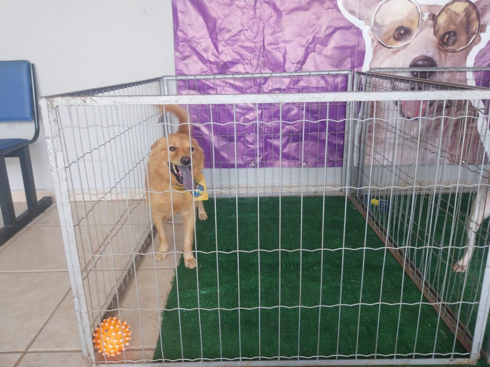 Cão empalado em portão e resgatado pelo Bem-Estar está apto para adoção