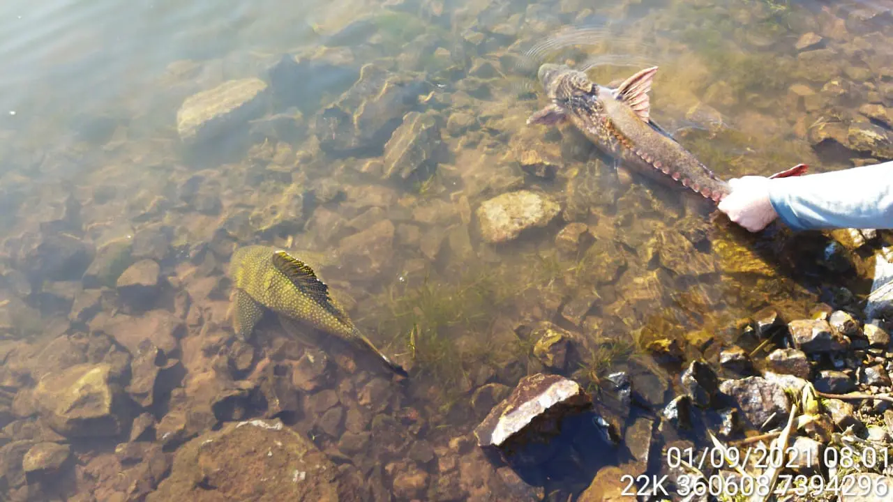 Três são presos em flagrante por pesca predatória no Rio Ivaí