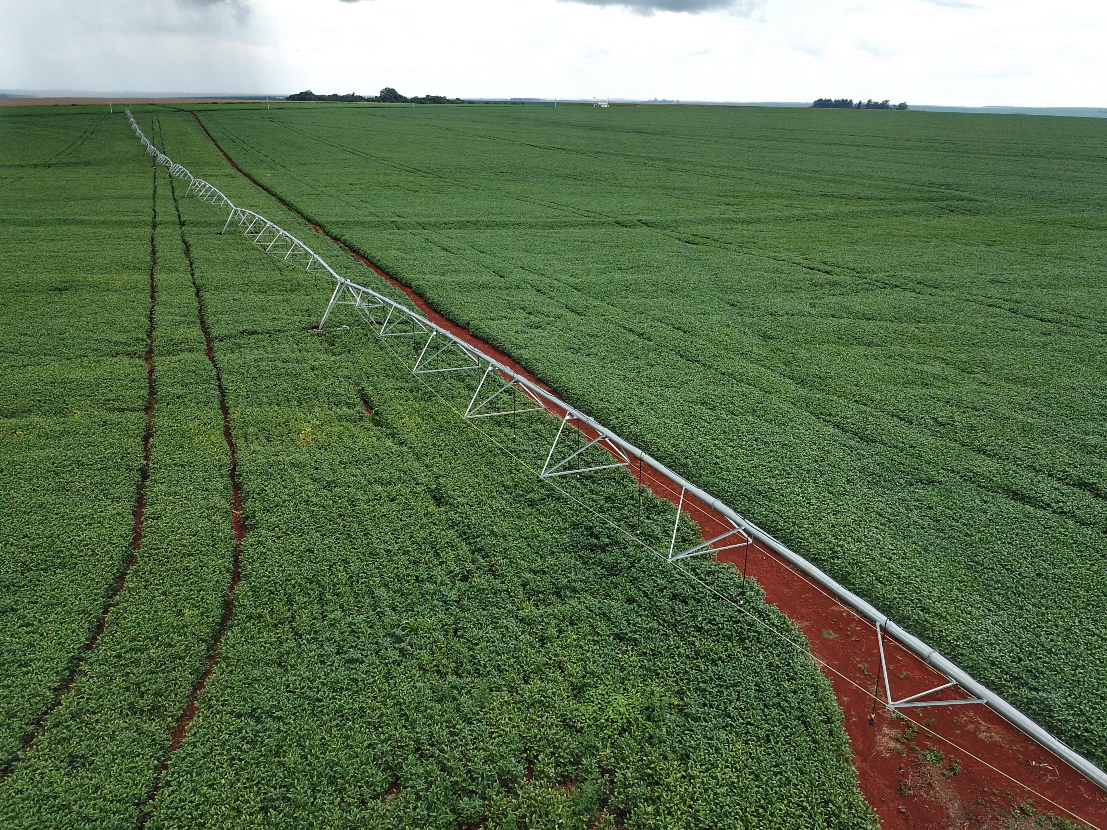 Vazio sanitário da soja começa em 10 de junho no Paraná