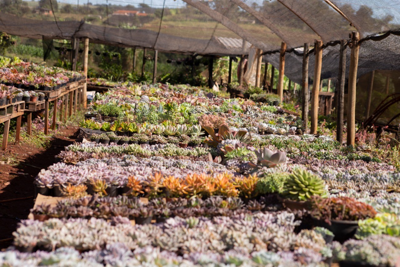 Marialva é líder em produção de flores no Paraná