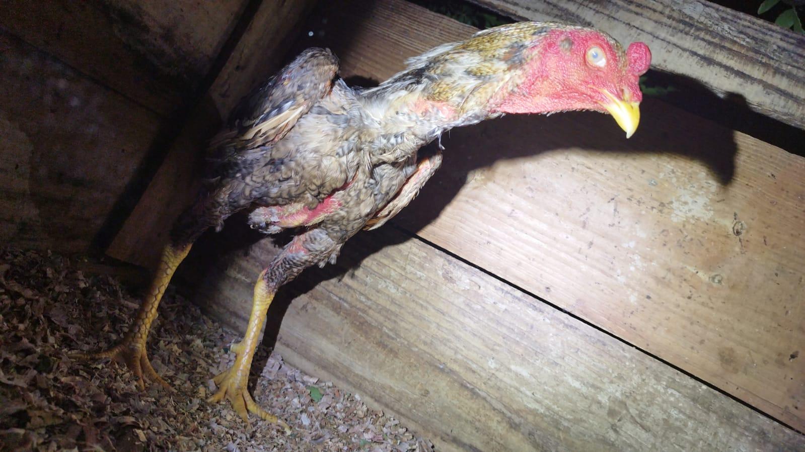 Suspeitos de organizar rinhas de galo nas redes sociais são detidos