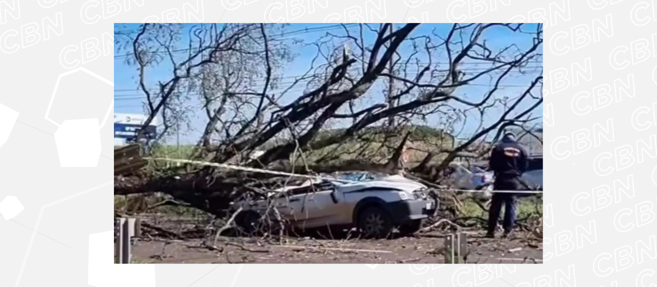 Motorista morre após árvore cair sobre carro na PR-317 em Maringá