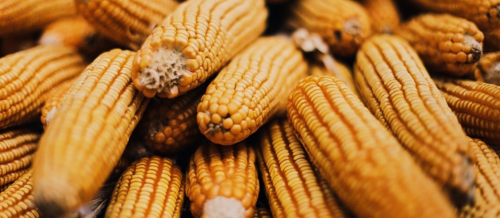 Milho custa R$ 28 a saca em Maringá e Campo Mourão