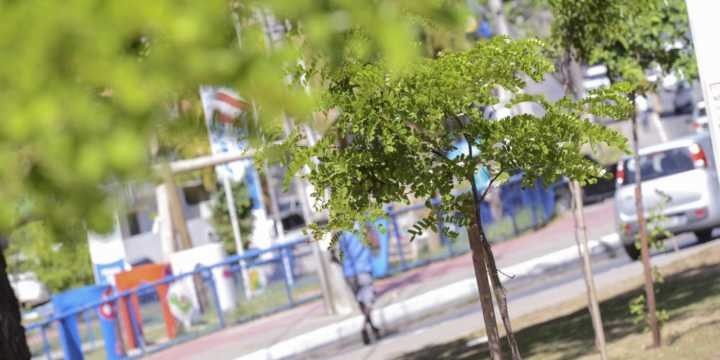 Salvador cria delivery de árvores