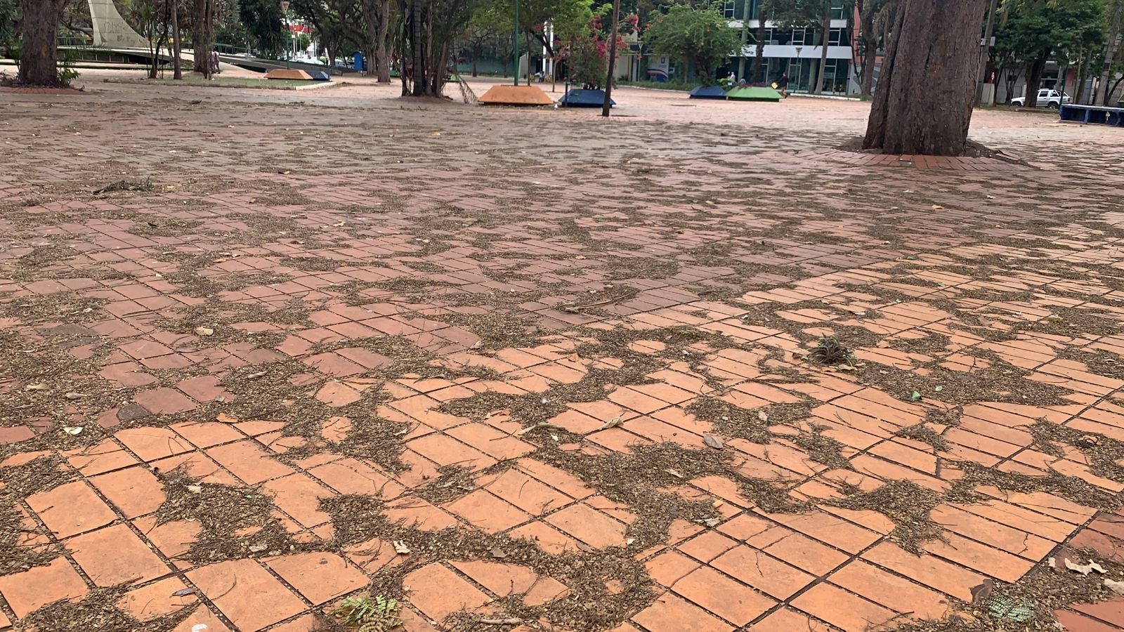 Chuva vai carregar folhas de árvores para os bueiros