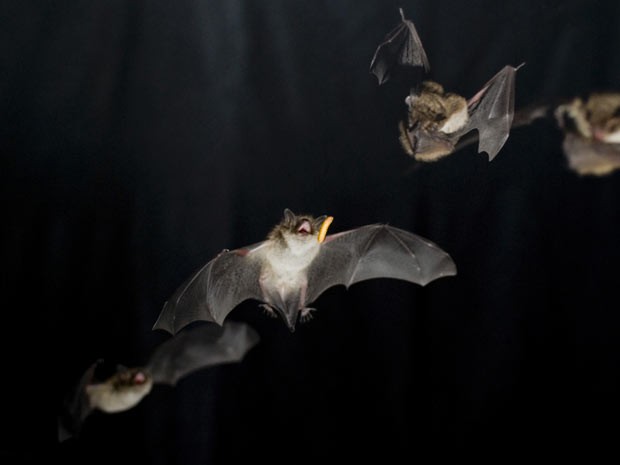 Abertas inscrições para “A Noite dos Morcegos”