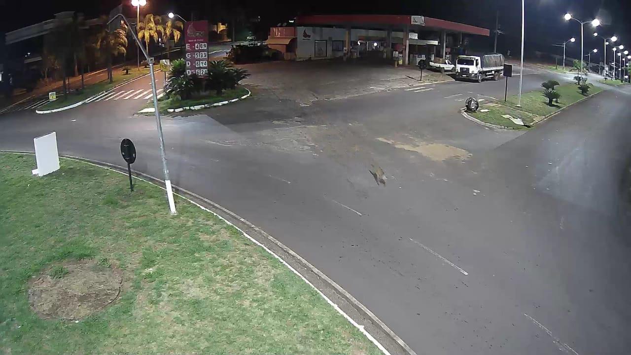 Prefeitura de Pérola alerta população sobre onça que ronda a cidade