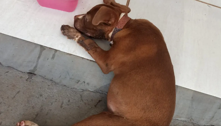 Casal é preso por manter cachorro em caixa de papelão dentro de porta-malas de carro