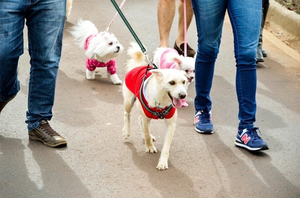Pet Day Cãominhada ocorre neste domingo (26)