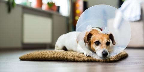 Como manter o peso dos cachorros após a castração?