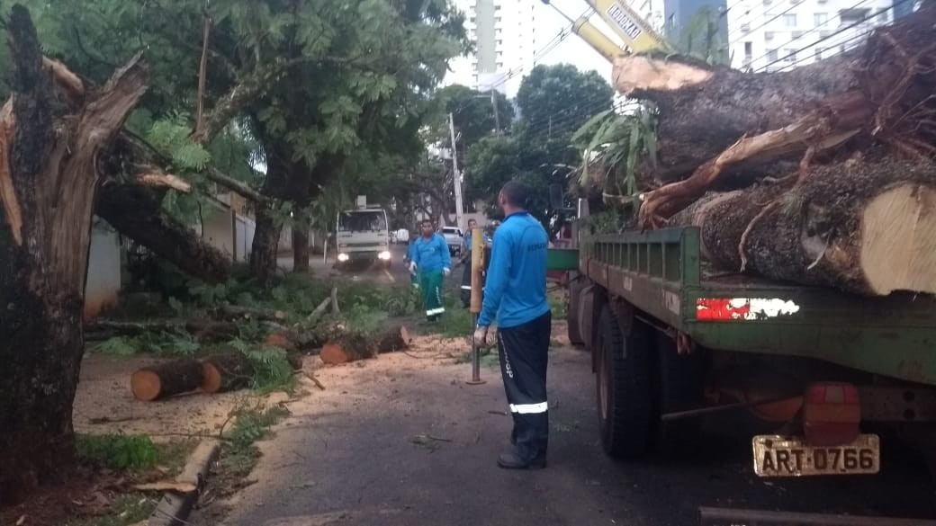 Das cinco árvores que caíram, quatro atingiram veículos