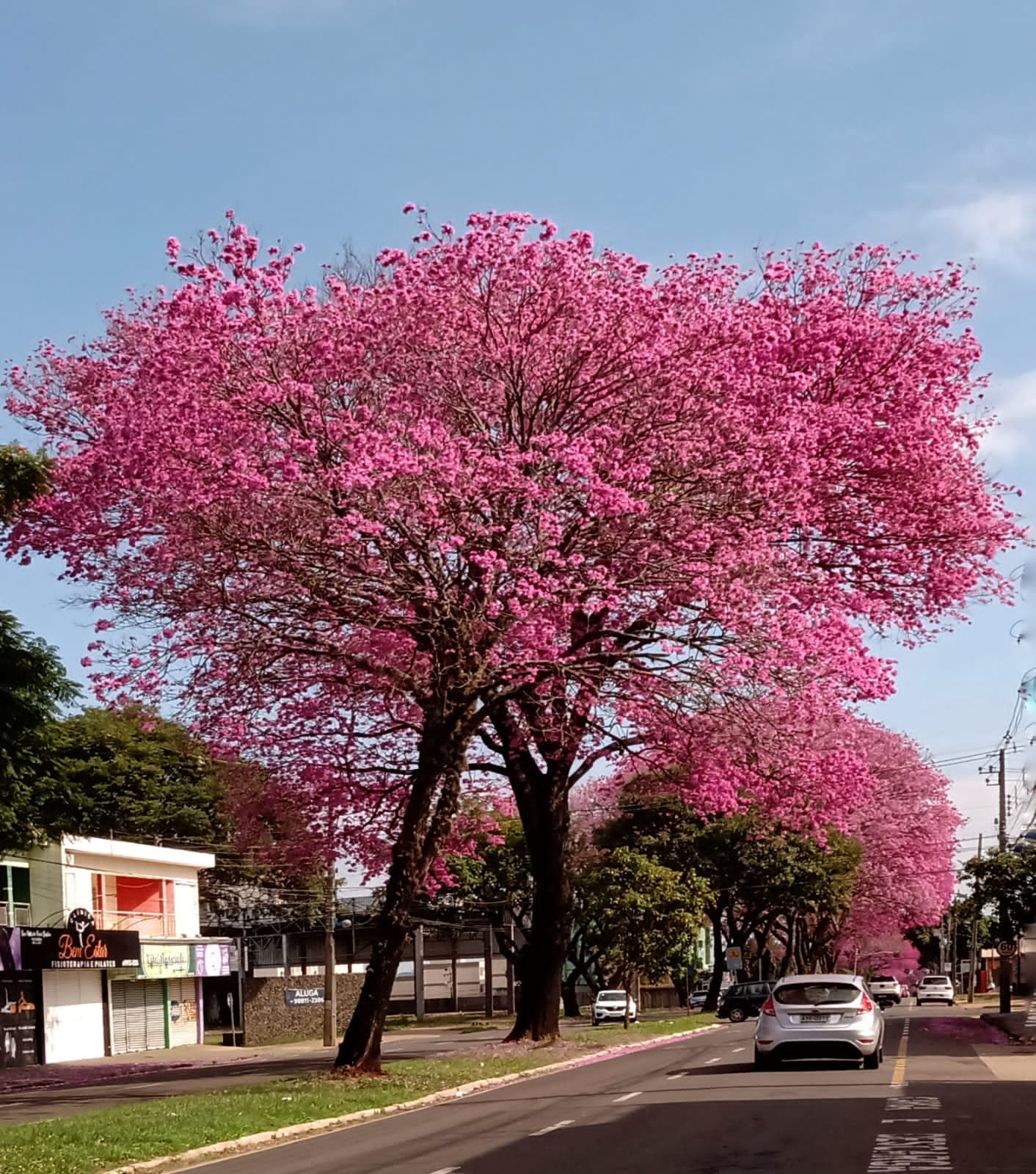 Ipês-roxos na Avenida Dr. Alexandre Rasgulaeff. Foto: Suely Sanches/Maringá em Fotos
