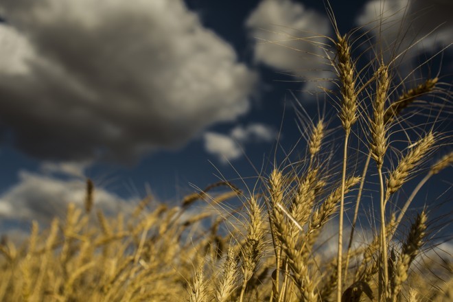 Cientista japoneses criam variedade de trigo resistente à chuva