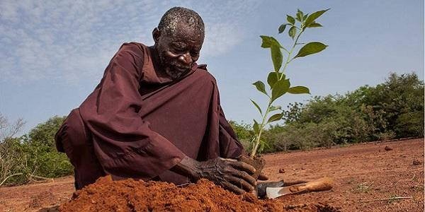 Agricultor ganha ‘Nobel alternativo’ por plantar árvores em deserto