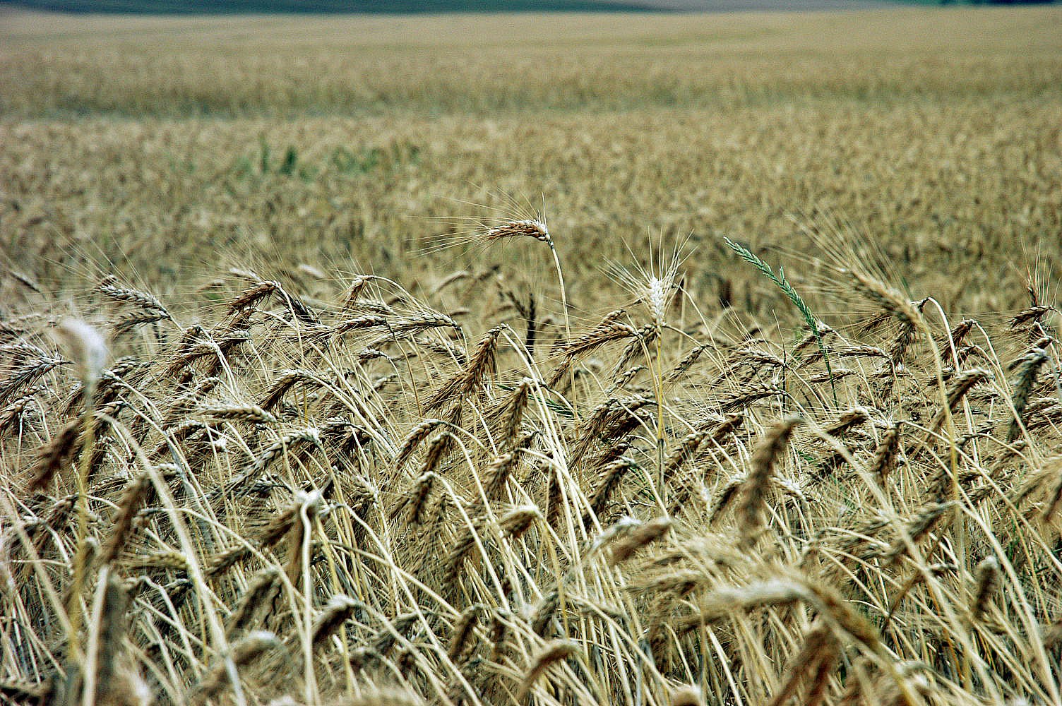 Trigo custa R$ 47 a saca em Maringá