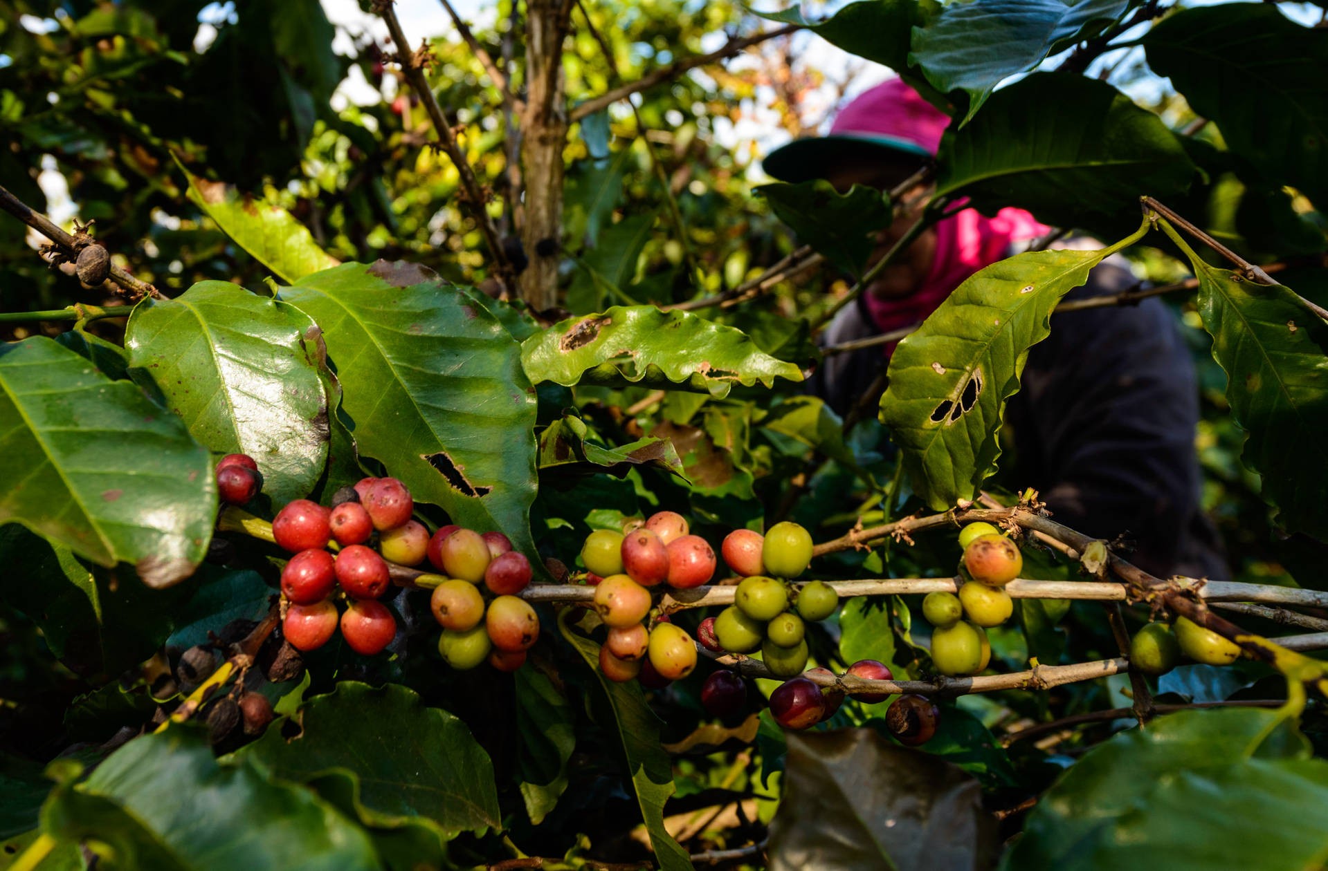 Frio intenso pode causar prejuízos em lavouras de café