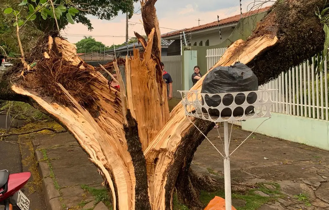 Durante temporal, raio parte árvore ao meio em Maringá