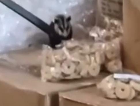 Após denúncia, Prefeitura de Maringá garante segurança e higienização no almoxarifado da merenda escolar