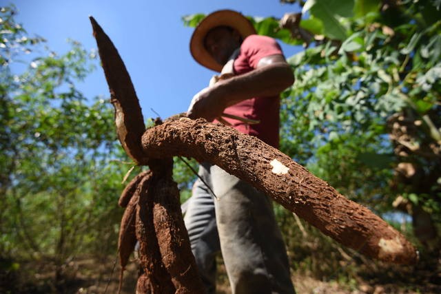 Tempo seco favorece lavouras de café mas atrapalha o arranquio da mandioca