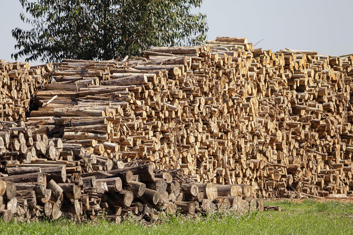 Tarifa de Trump afeta exportações de madeira e gera demissões no Paraná
