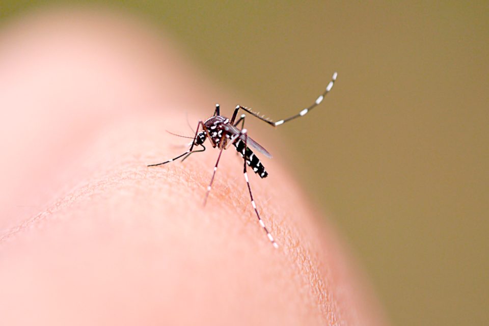 Número de casos de dengue confirmados em Maringá sobe para 35