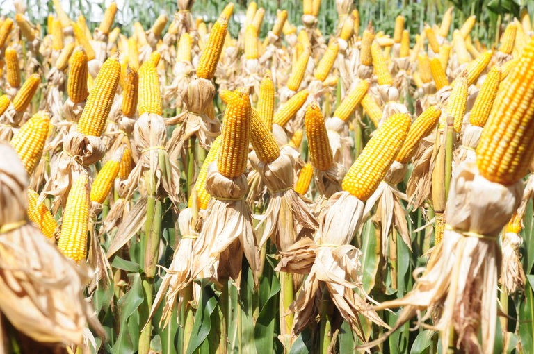 Brasil deverá colher 66,22 mi de toneladas de milho safrinha