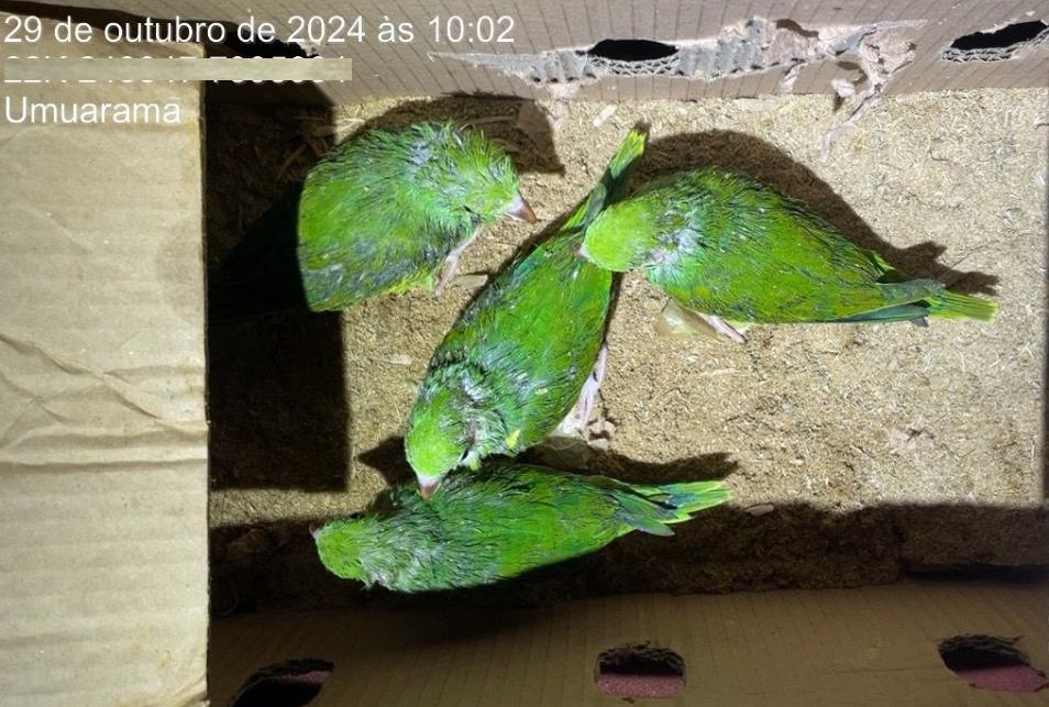 Suspeito é preso por capturar filhotes de aves em ninhos para vender