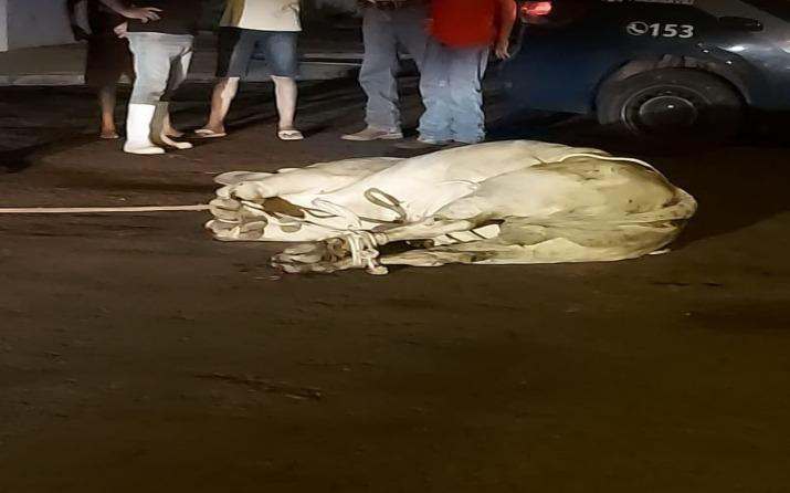 Boi escapa de caminhonete e causa alvoroço no centro de Paranavaí