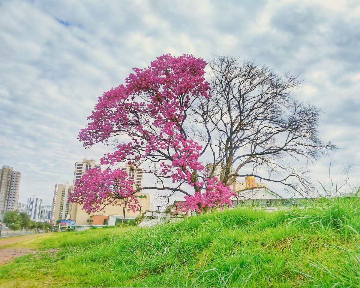 Concurso fotográfico “As Árvores do Passeio Público” está aberto