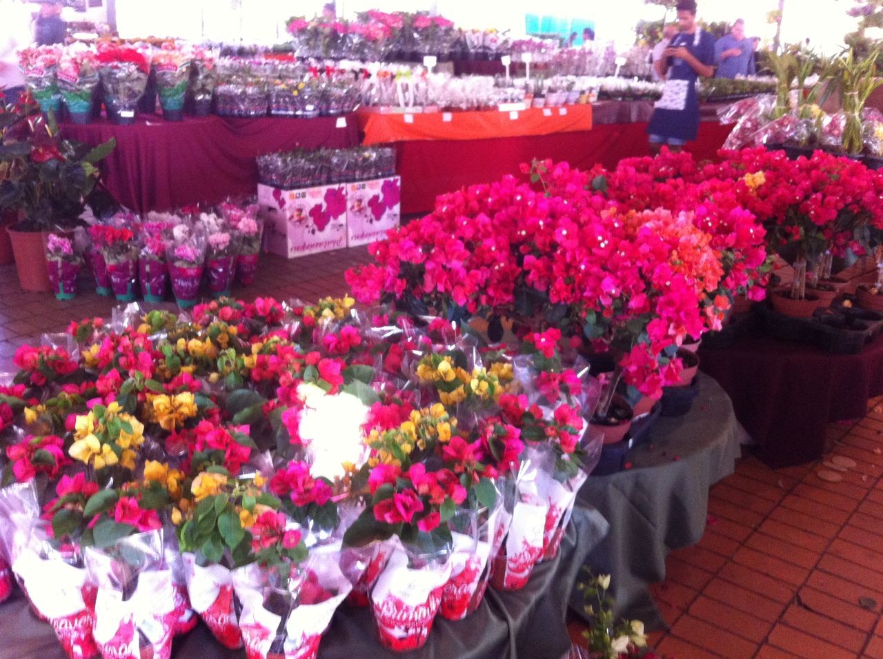 Expoflor traz para Maringá flores cultivadas em Uniflor