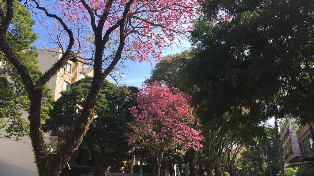 Espetáculo dos ipês na despedida do outono