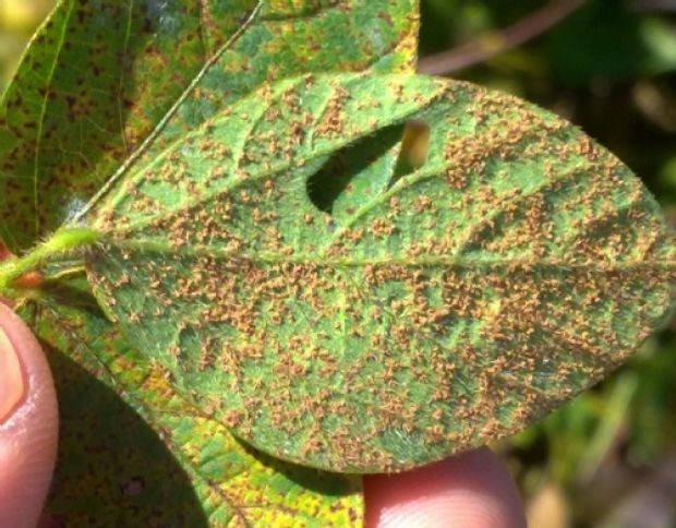 Ferrugem asiática da soja é registrada no Paraná