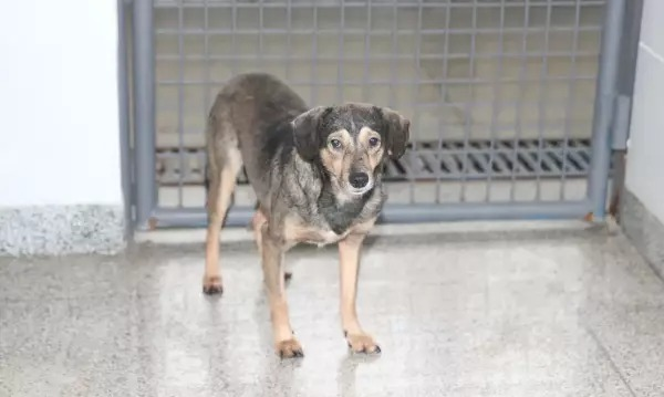 ONG alerta para casos de cinomose em Campo Mourão