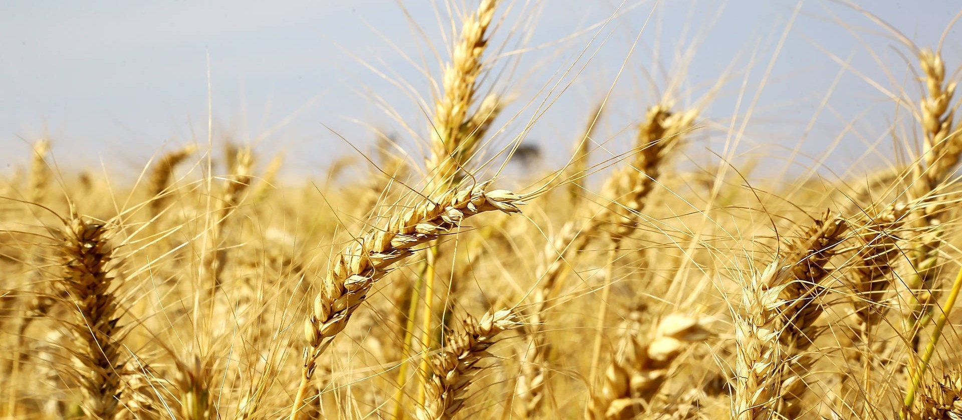 Brasil ainda depende de importações para atender a demanda interna de trigo